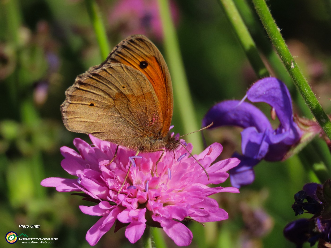 20 Knautia longifolia con Maniola jurtina.JPG